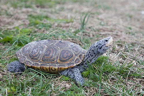 Diamondback terrapin
